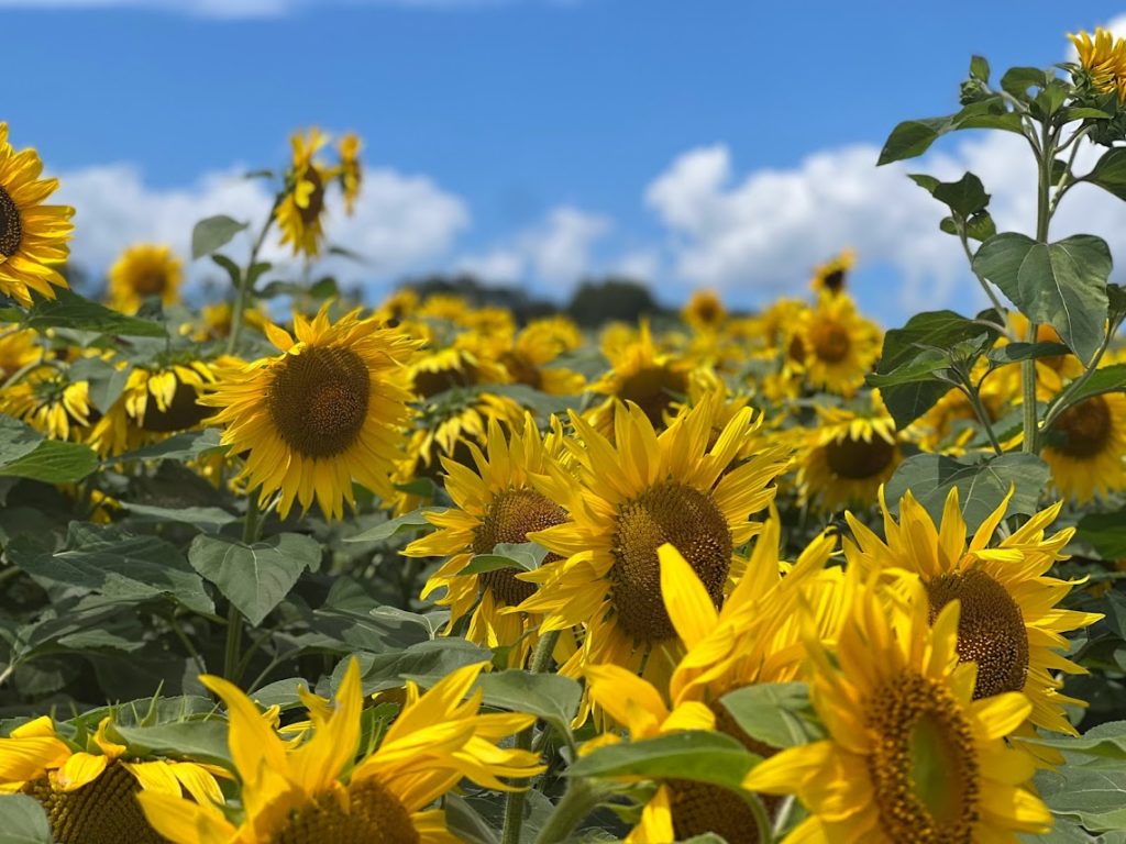 ひま割キャンペーン